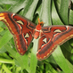 MOTÝLI: Dobrodružná cesta. Výstava tropických motýlů ve skleníku Fata Morgana